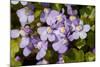 Ivy leaved toadflax flowers with orange nectar guides, UK-Heather Angel-Mounted Photographic Print