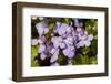 Ivy leaved toadflax flowers with orange nectar guides, UK-Heather Angel-Framed Photographic Print