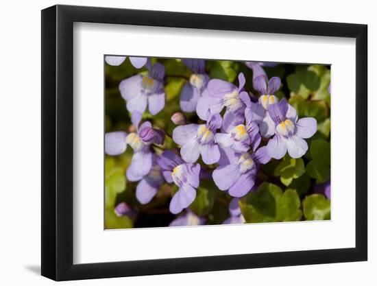 Ivy leaved toadflax flowers with orange nectar guides, UK-Heather Angel-Framed Photographic Print