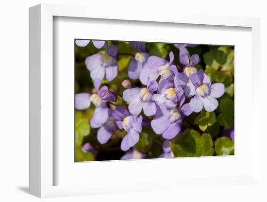 Ivy leaved toadflax flowers with orange nectar guides, UK-Heather Angel-Framed Photographic Print