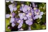 Ivy leaved toadflax flowers with orange nectar guides, UK-Heather Angel-Mounted Photographic Print