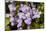 Ivy leaved toadflax flowers with orange nectar guides, UK-Heather Angel-Mounted Photographic Print