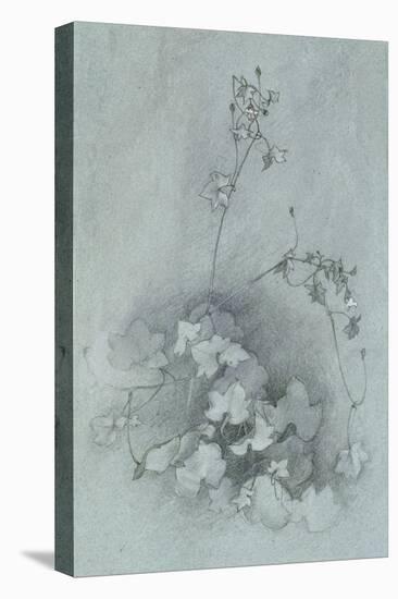 Ivy-Leaved Toadflax ('Oxford Ivy')-John Ruskin-Stretched Canvas