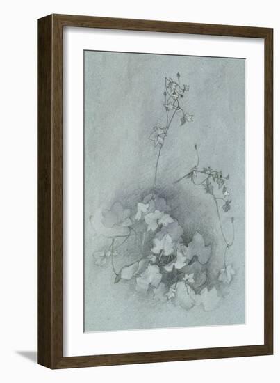 Ivy-Leaved Toadflax ('Oxford Ivy')-John Ruskin-Framed Giclee Print