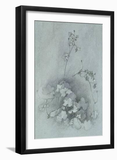 Ivy-Leaved Toadflax ('Oxford Ivy')-John Ruskin-Framed Giclee Print