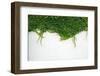 Ivy Leaves Isolated on a White Background-kenny001-Framed Photographic Print