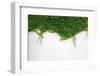 Ivy Leaves Isolated on a White Background-kenny001-Framed Photographic Print