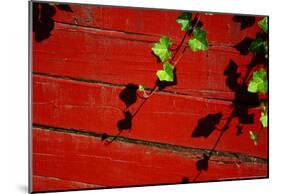 Ivy on Red Barn-null-Mounted Poster