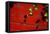 Ivy on Red Barn-null-Framed Stretched Canvas