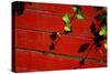 Ivy on Red Barn-null-Stretched Canvas