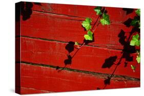 Ivy on Red Barn-null-Stretched Canvas