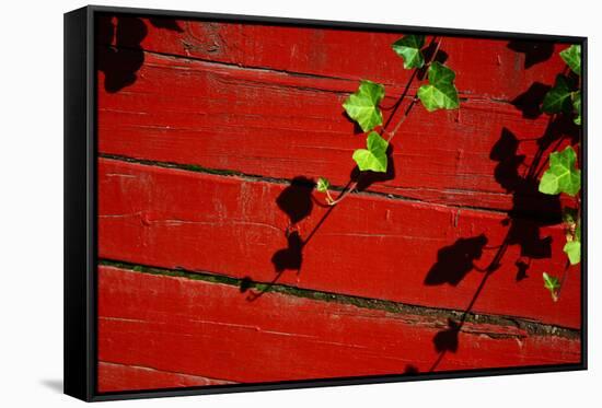 Ivy on Red Barn-null-Framed Stretched Canvas