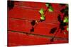 Ivy on Red Barn-null-Stretched Canvas