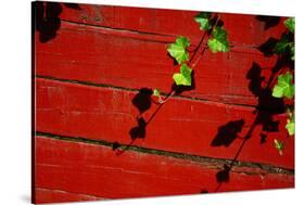 Ivy on Red Barn-null-Stretched Canvas