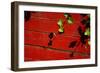 Ivy on Red Barn-null-Framed Photo