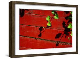 Ivy on Red Barn-null-Framed Photo