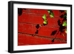 Ivy on Red Barn-null-Framed Photo