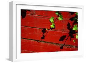 Ivy on Red Barn-null-Framed Photo