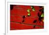 Ivy on Red Barn-null-Framed Photo