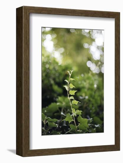 Ivy tendril-Nadja Jacke-Framed Photographic Print