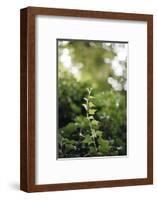 Ivy tendril-Nadja Jacke-Framed Photographic Print