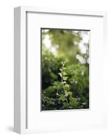 Ivy tendril-Nadja Jacke-Framed Photographic Print