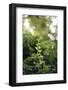 Ivy tendril-Nadja Jacke-Framed Photographic Print