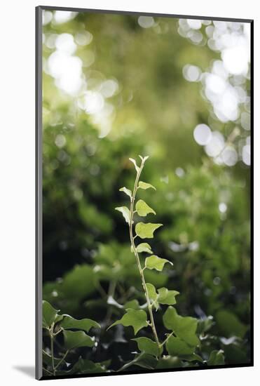 Ivy tendril-Nadja Jacke-Mounted Photographic Print