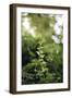 Ivy tendril-Nadja Jacke-Framed Photographic Print