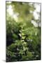 Ivy tendril-Nadja Jacke-Mounted Photographic Print