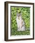 Ivy-Ditz-Framed Giclee Print