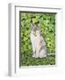 Ivy-Ditz-Framed Giclee Print