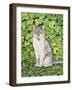 Ivy-Ditz-Framed Giclee Print