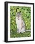 Ivy-Ditz-Framed Giclee Print