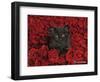 Ivy-Rachael Hale-Framed Photographic Print