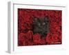 Ivy-Rachael Hale-Framed Photographic Print