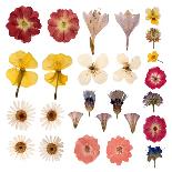 Dry, Pressed Poppy Flowers-Iwona Grodzka-Art Print
