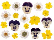 Pressed Yellow Wildflowers-Iwona Grodzka-Stretched Canvas