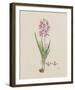 Ixia Patens-Robert Jacob Gordon-Framed Giclee Print