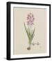 Ixia Patens-Robert Jacob Gordon-Framed Giclee Print