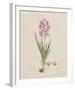 Ixia Patens-Robert Jacob Gordon-Framed Giclee Print