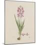 Ixia Patens-Robert Jacob Gordon-Mounted Giclee Print