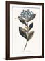 Ixora Banduca - Golden-A^ Poiteau-Framed Giclee Print