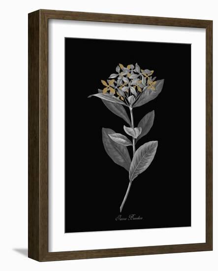 Ixora Banduca - Luxe-A^ Poiteau-Framed Giclee Print