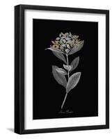 Ixora Banduca - Luxe-A^ Poiteau-Framed Giclee Print