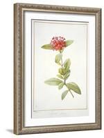 Ixora Speciosa, 1812-Pierre Joseph Redoute-Framed Giclee Print