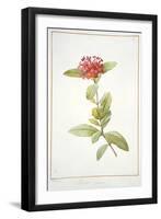 Ixora Speciosa, 1812-Pierre Joseph Redoute-Framed Giclee Print