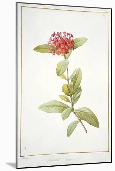 Ixora Speciosa, 1812-Pierre Joseph Redoute-Mounted Giclee Print