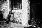 Laminate