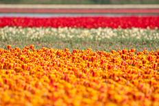 Multicolor Tulip Fields-izuriphoto-Photographic Print